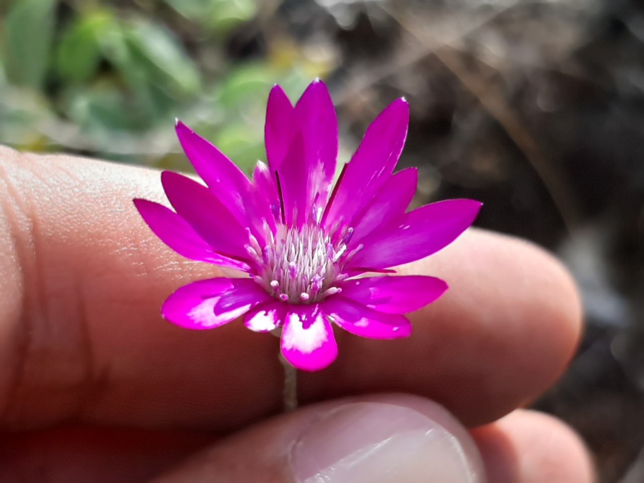 Xeranthemum annuum