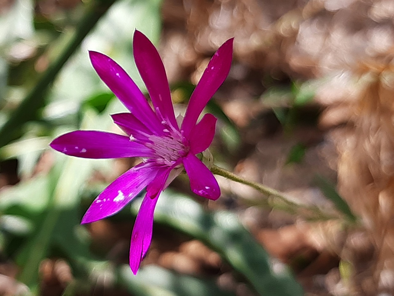Xeranthemum annuum