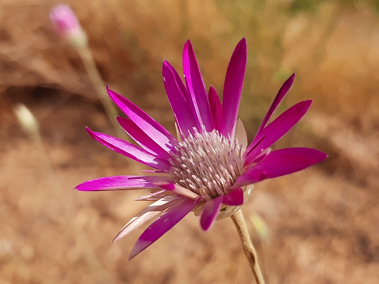 Xeranthemum annuum