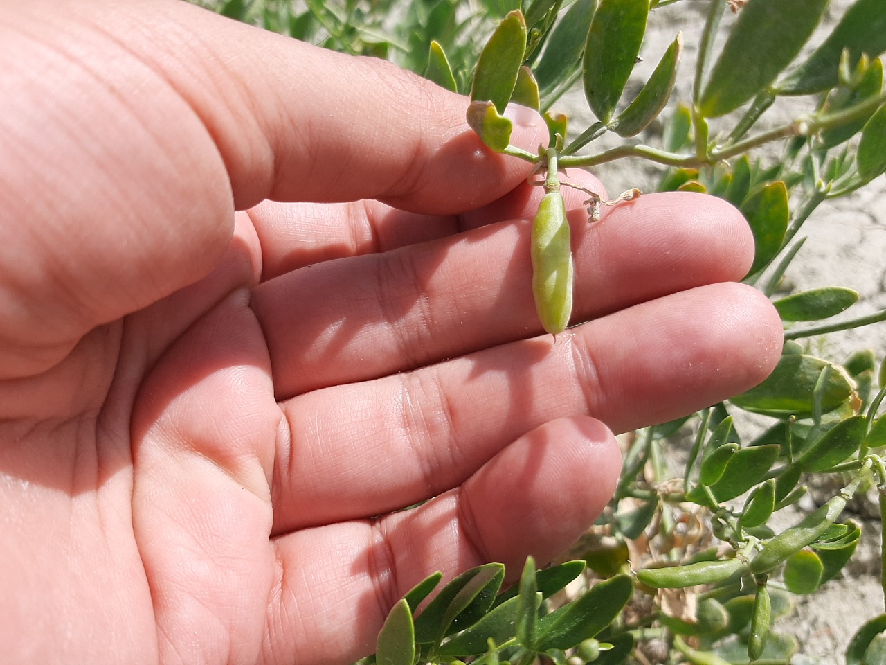 Zygophyllum fabago