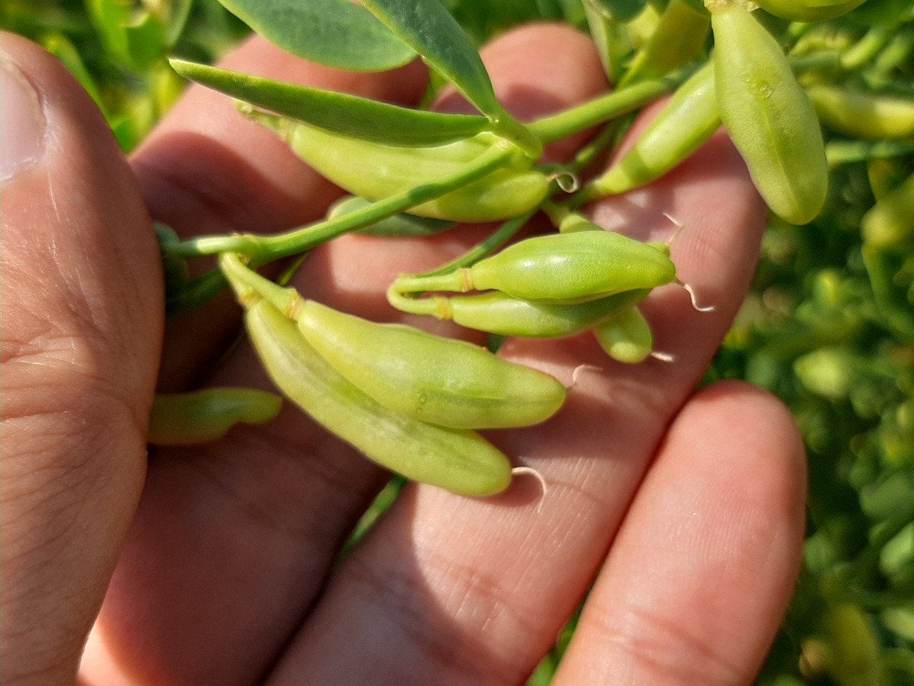 Zygophyllum fabago