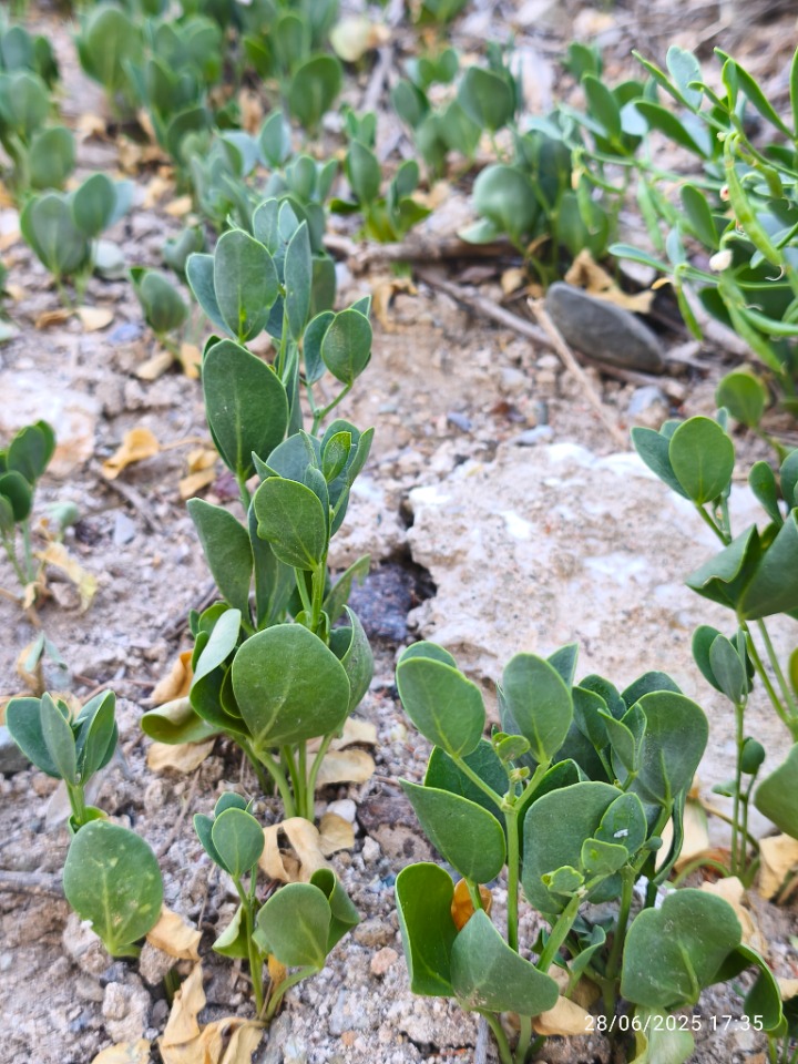 Zygophyllum fabago
