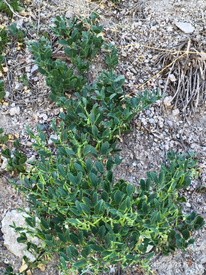 Zygophyllum fabago
