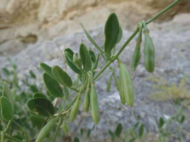 Zygophyllum fabago