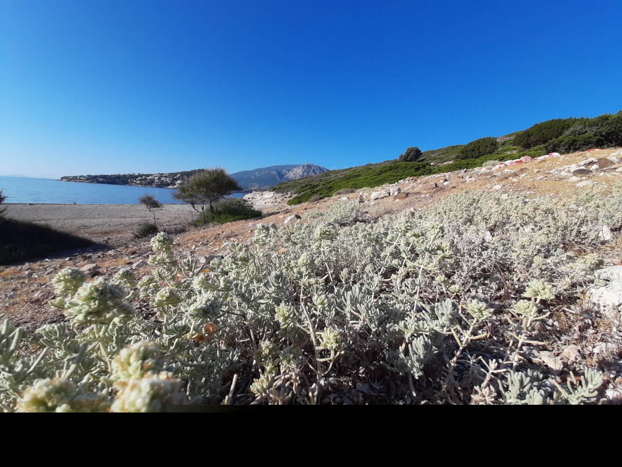 Teucrium polium