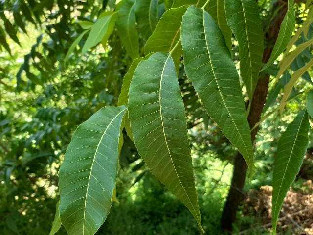 Carya illinoensis 