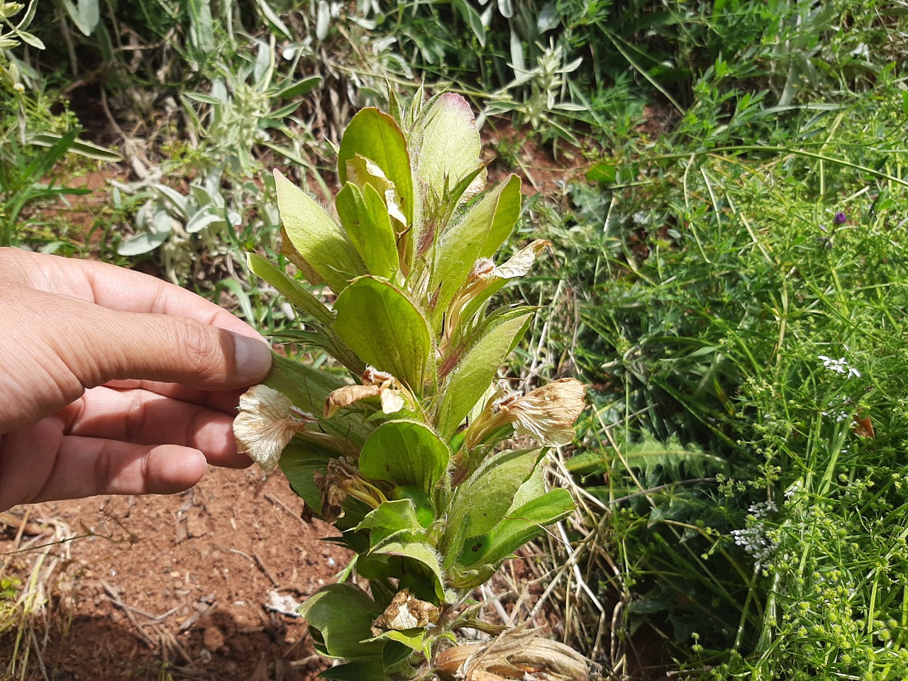 Acanthus hirsutus