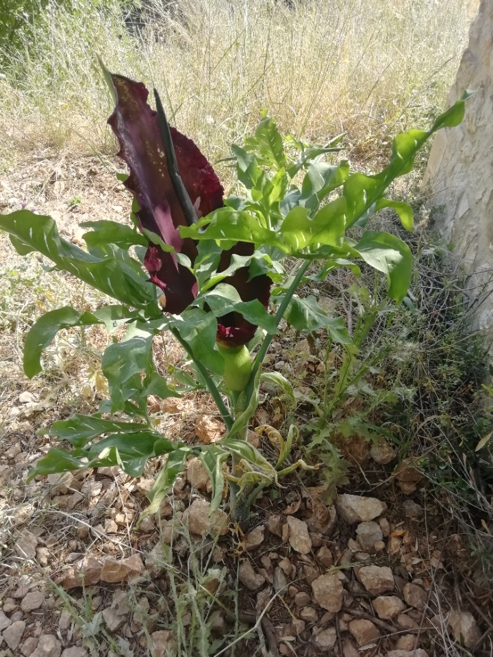 Dracunculus vulgaris