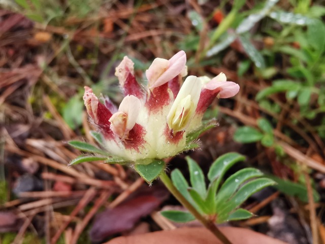 Anthyllis vulneraria