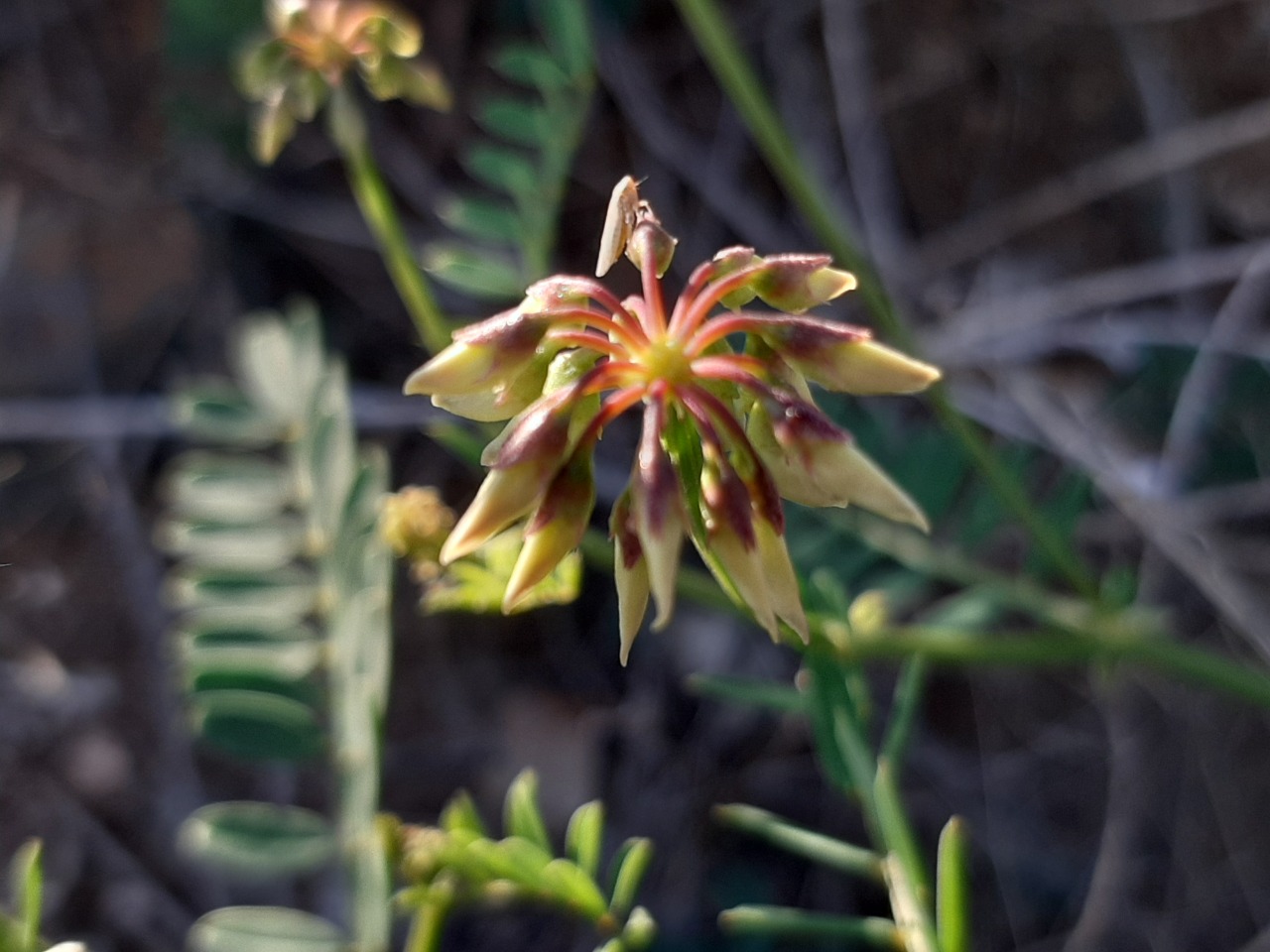 Anthyllis vulneraria