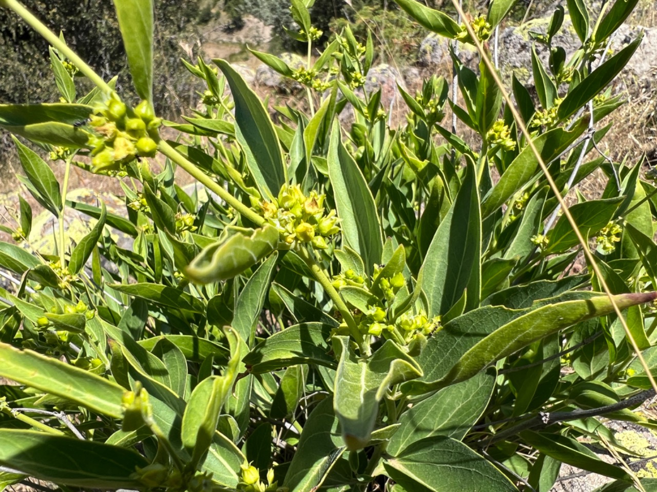 Vincetoxicum tmoleum