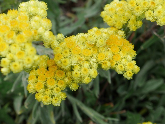 Helichrysum armenium