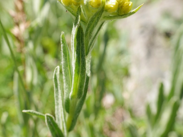 Helichrysum armenium