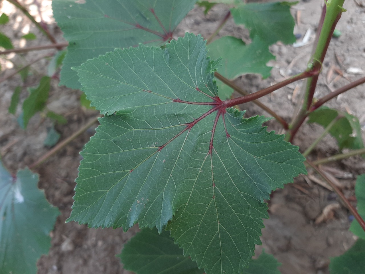 Abelmoschus esculentus