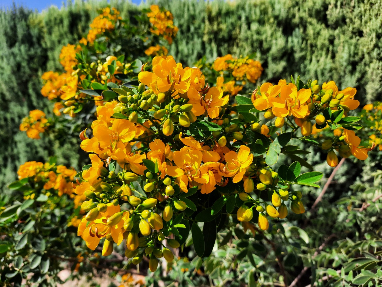 Cassia floribunda