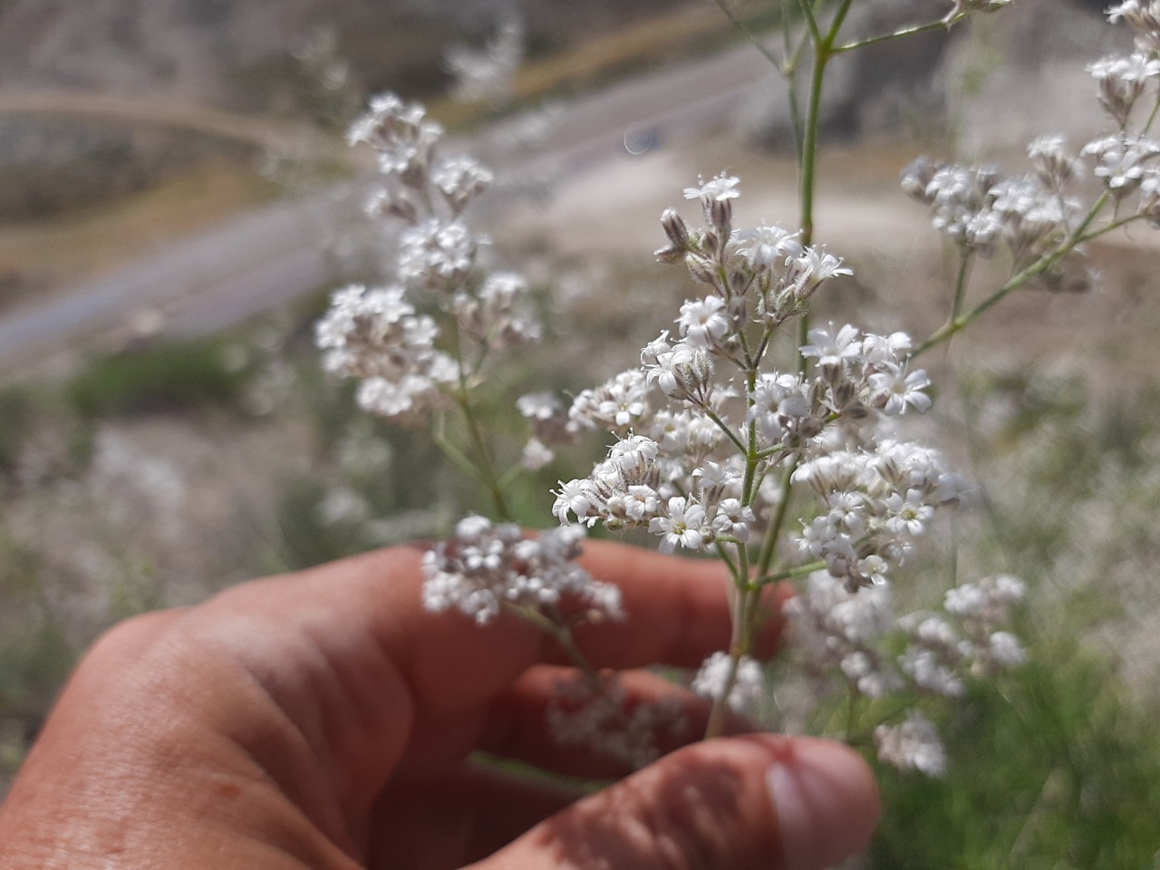 Gypsophila eriocalyx