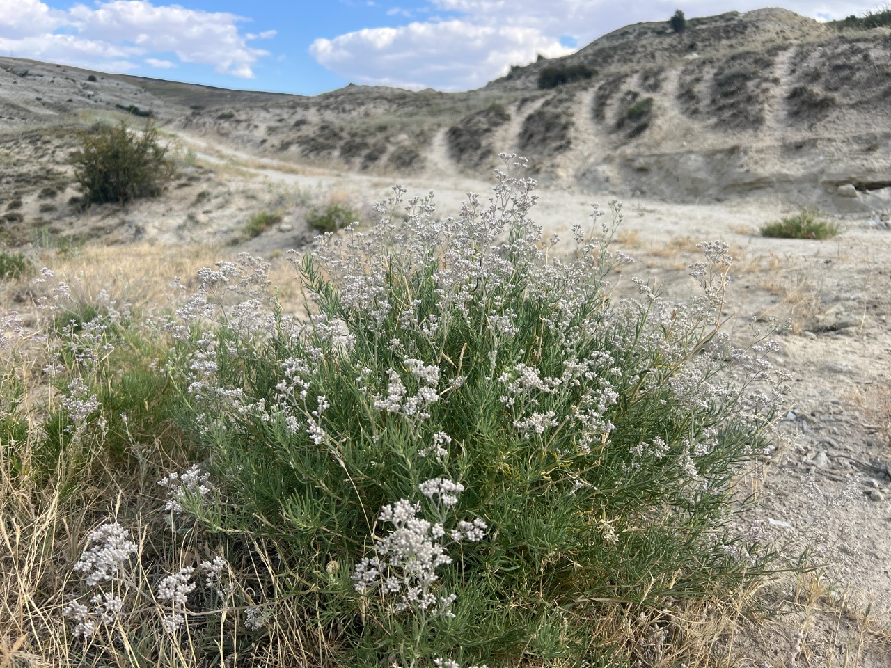 Gypsophila eriocalyx