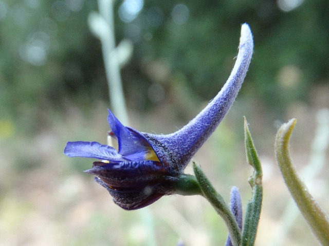 Delphinium peregrinum