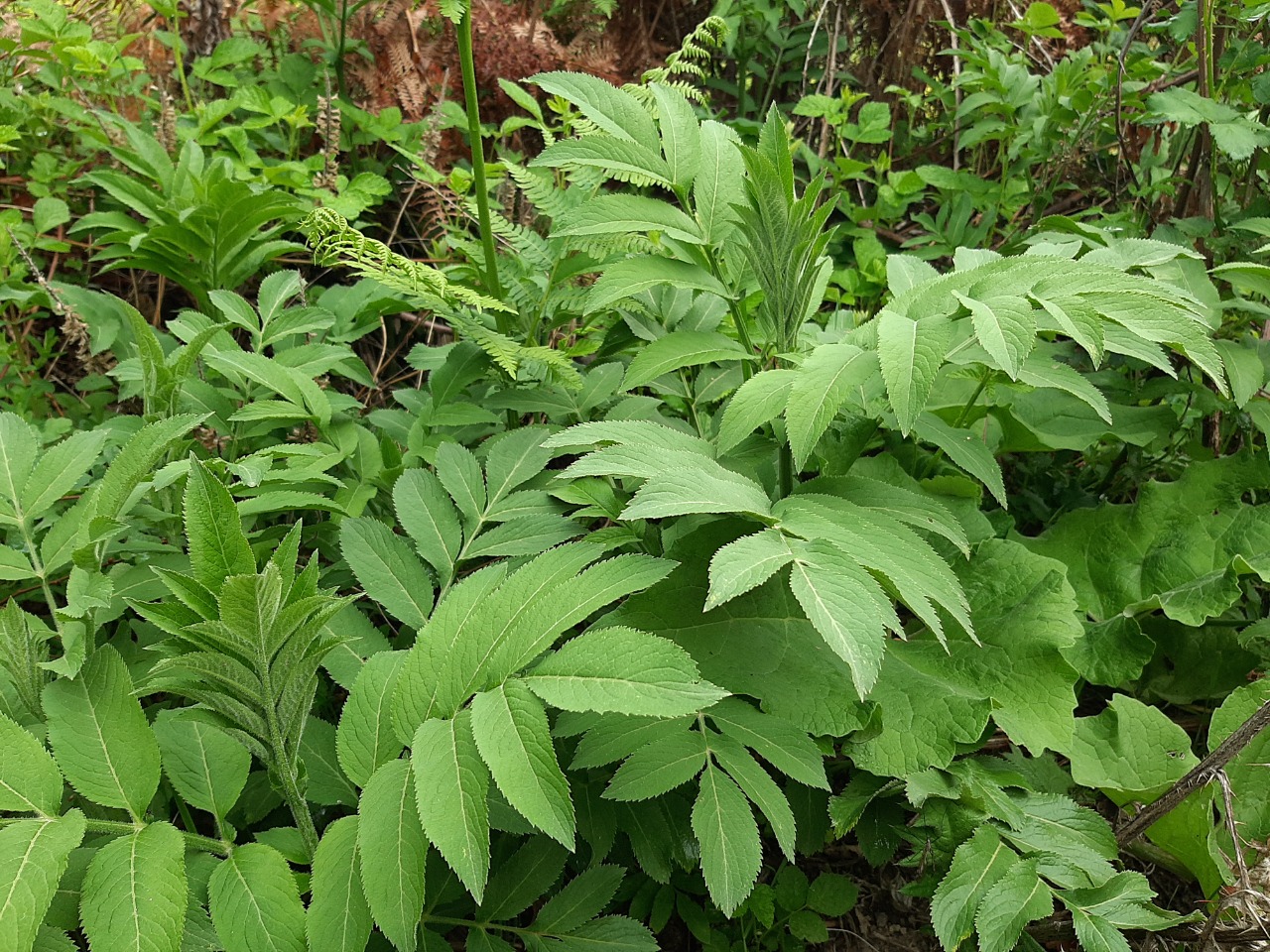 Sambucus ebulus