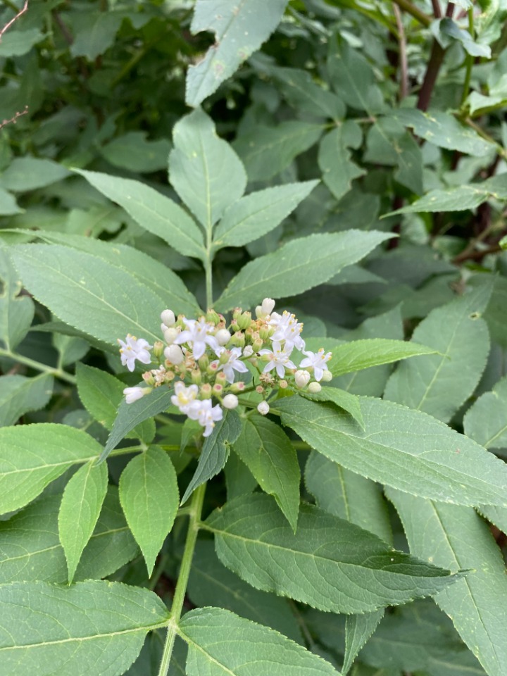 Sambucus ebulus