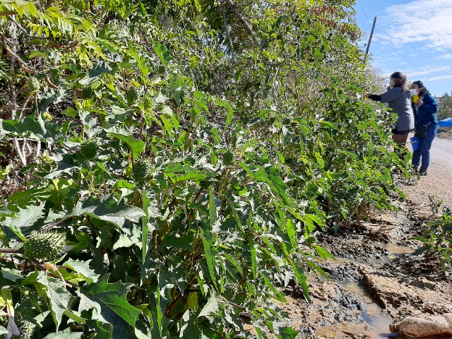 Datura stramonium