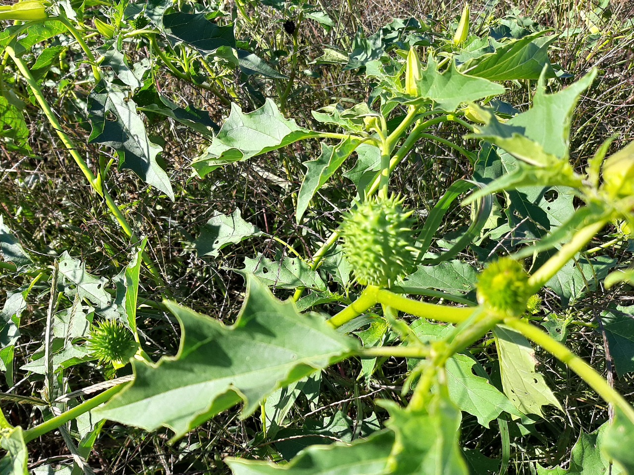 Datura stramonium