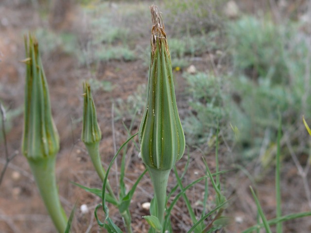 Tragopogon buphthalmoides