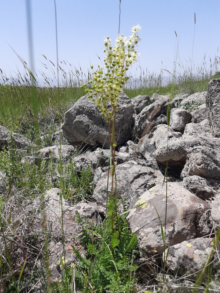 Filipendula vulgaris