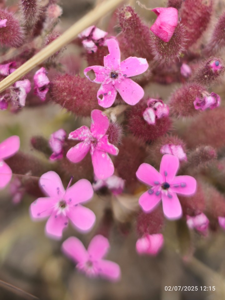 Saponaria prostrata subsp. prostrata