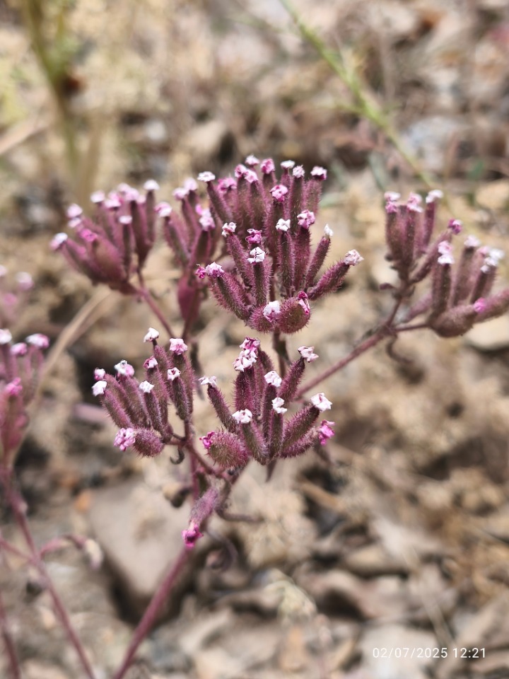 Saponaria prostrata subsp. prostrata