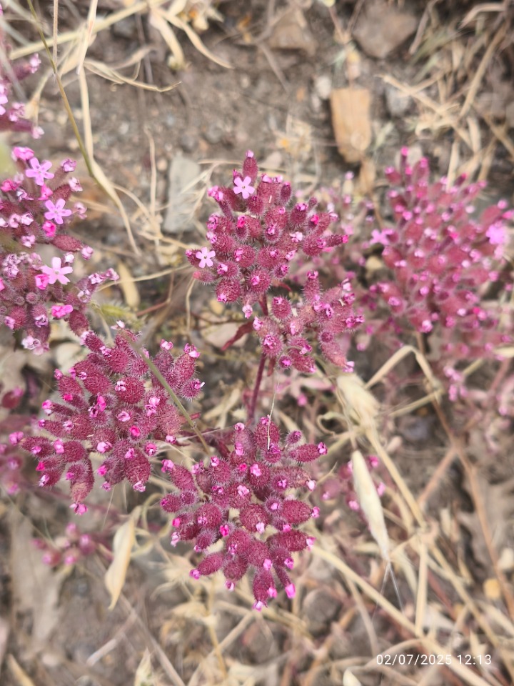 Saponaria prostrata subsp. prostrata