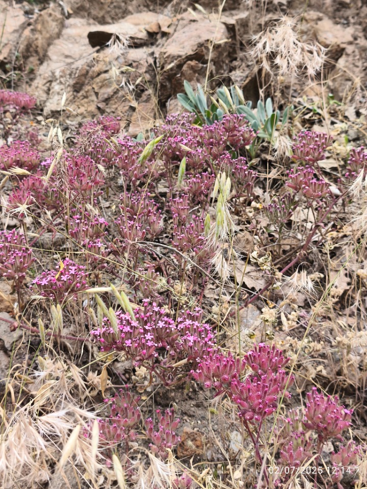 Saponaria prostrata subsp. prostrata