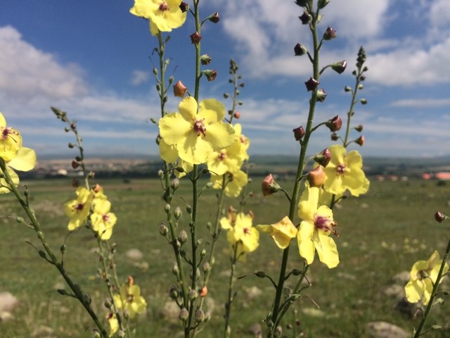 Verbascum sp.