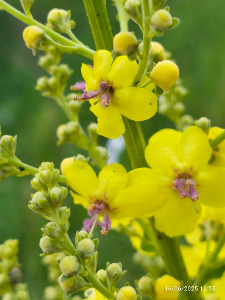 Verbascum sp.