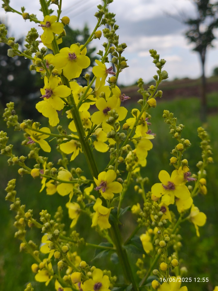 Verbascum sp.