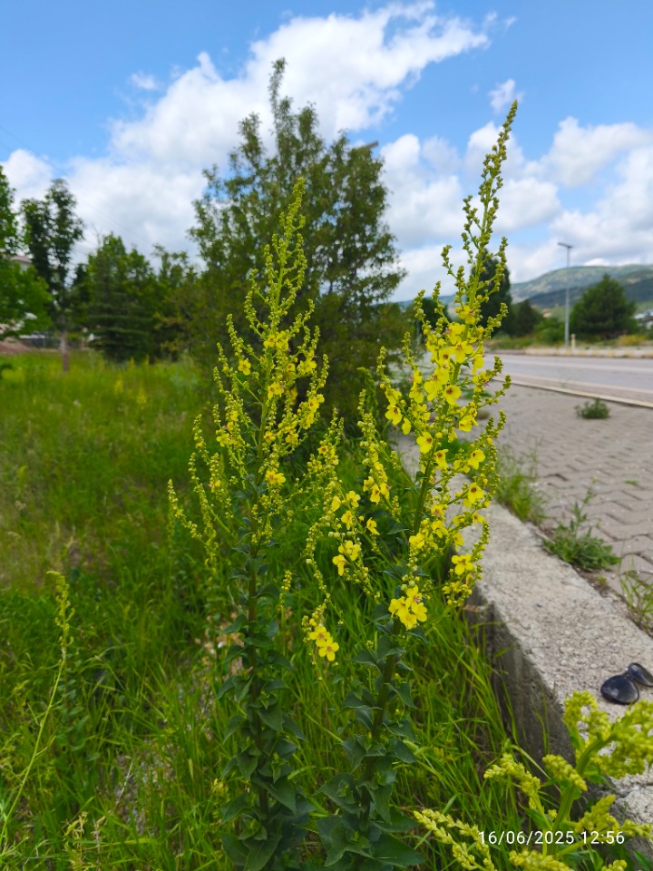 Verbascum sp.