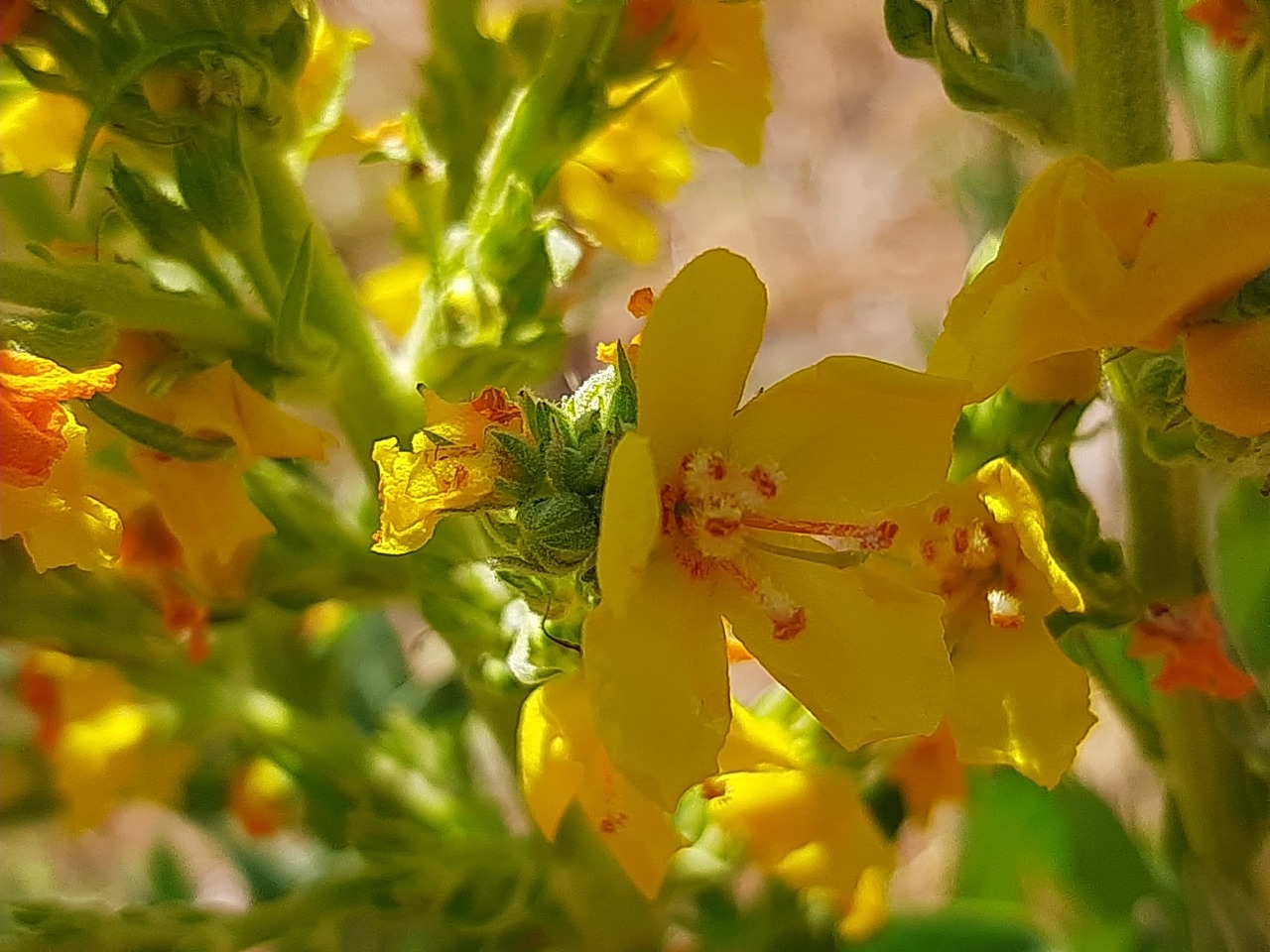 Verbascum sp.