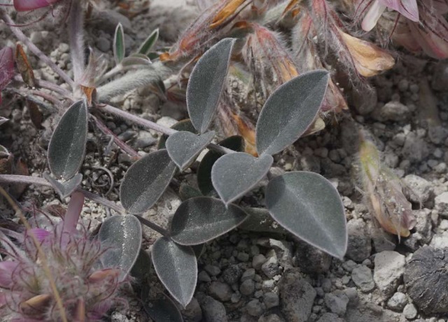 Hedysarum cappadocicum