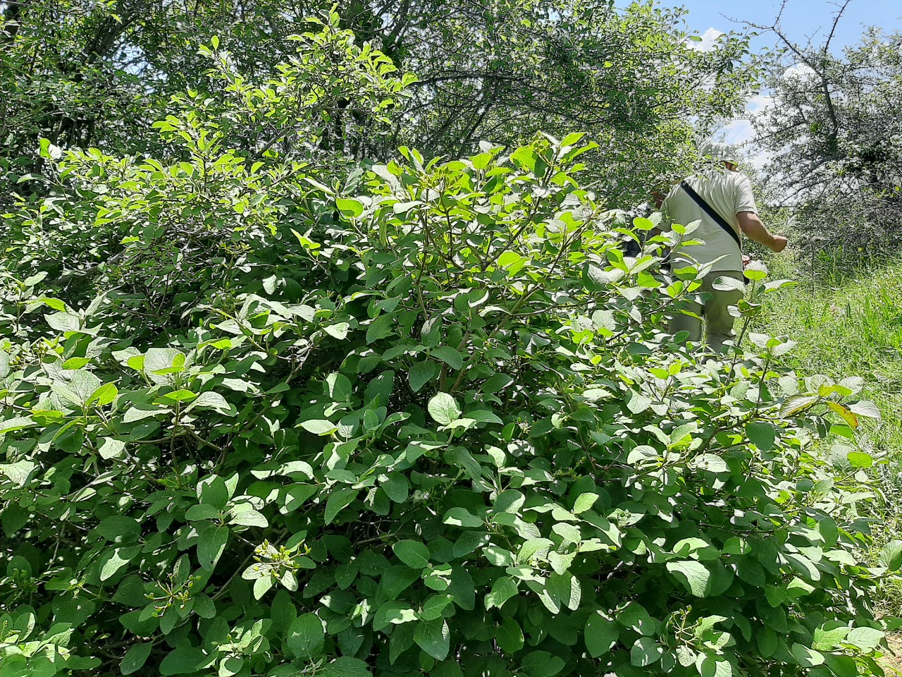 Viburnum lantana