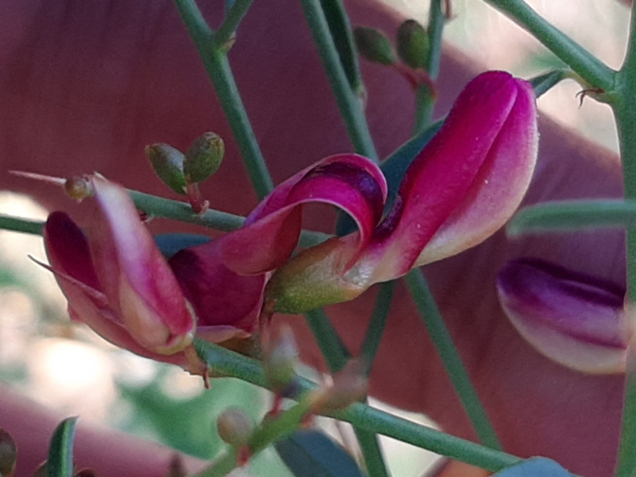 Alhagi maurorum
