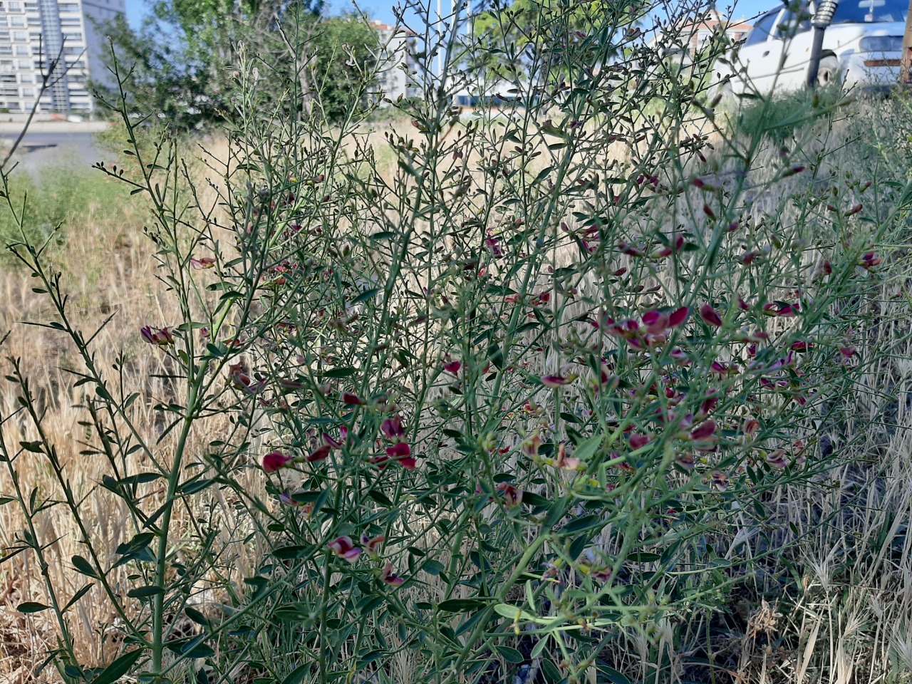 Alhagi maurorum