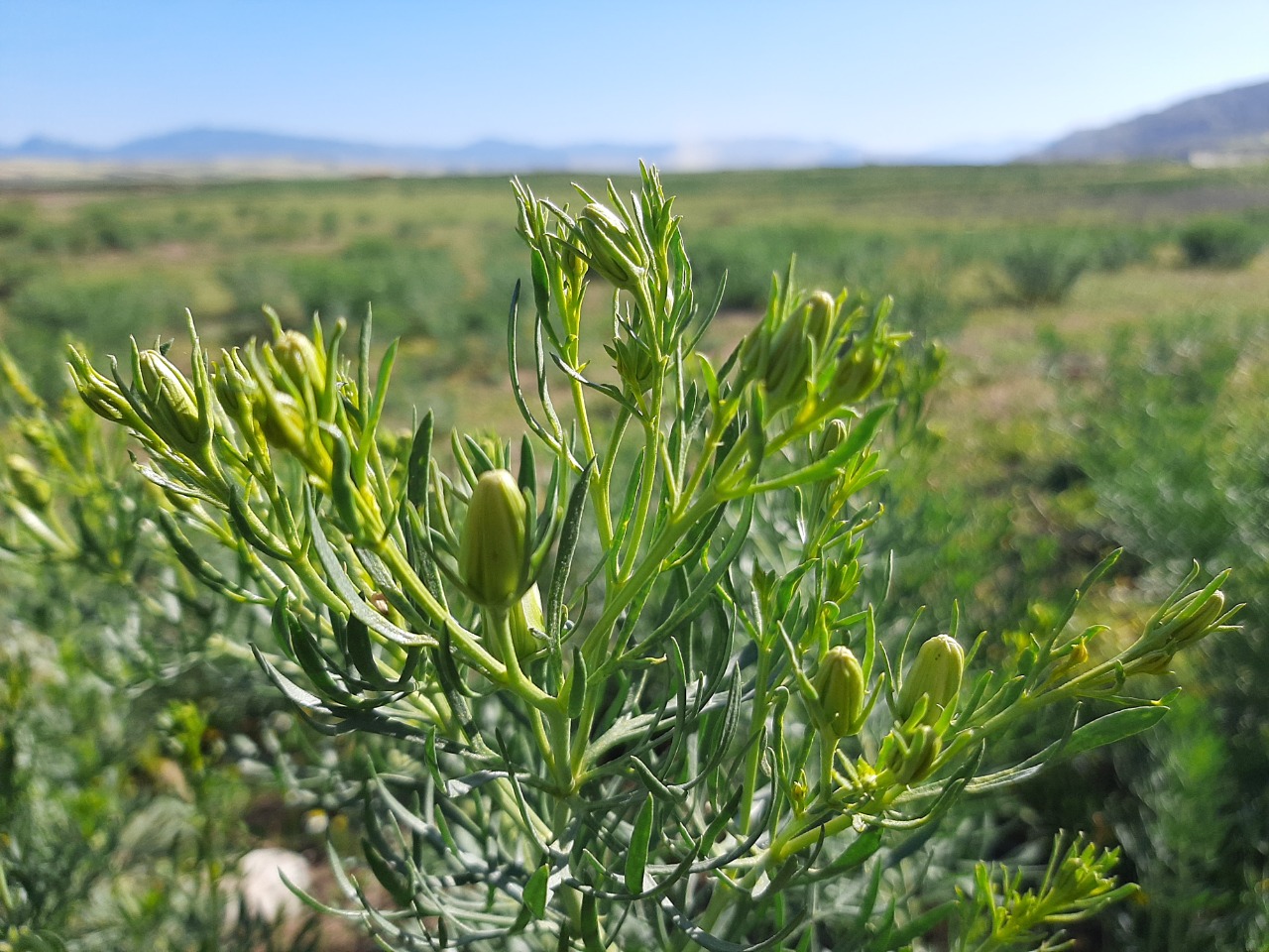 Peganum harmala