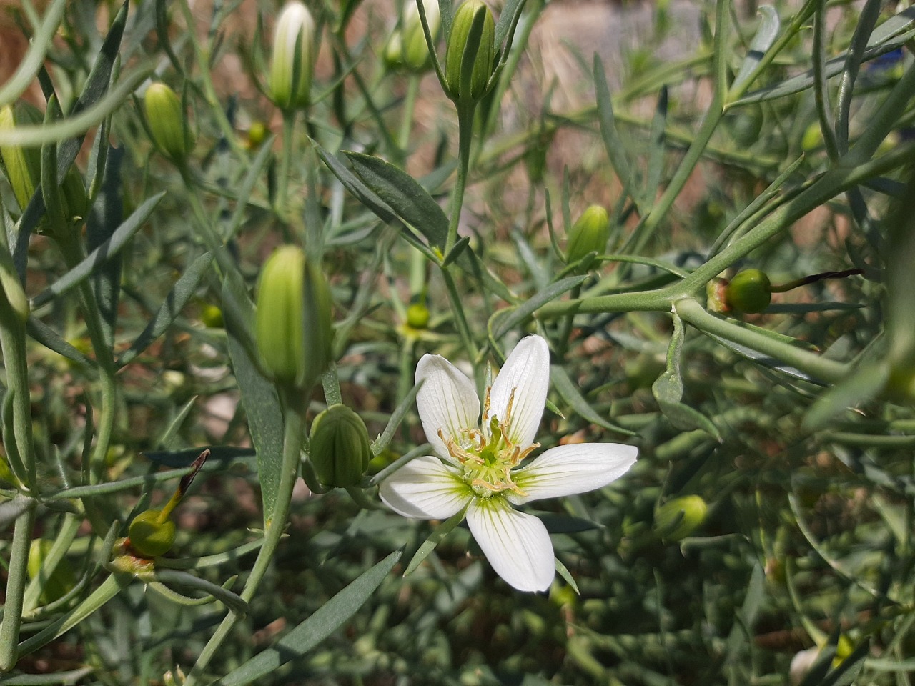 Peganum harmala