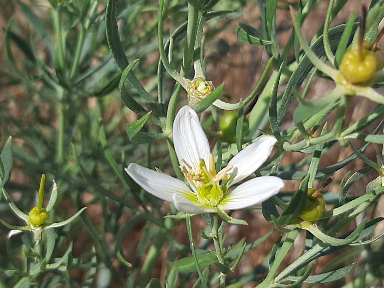 Peganum harmala