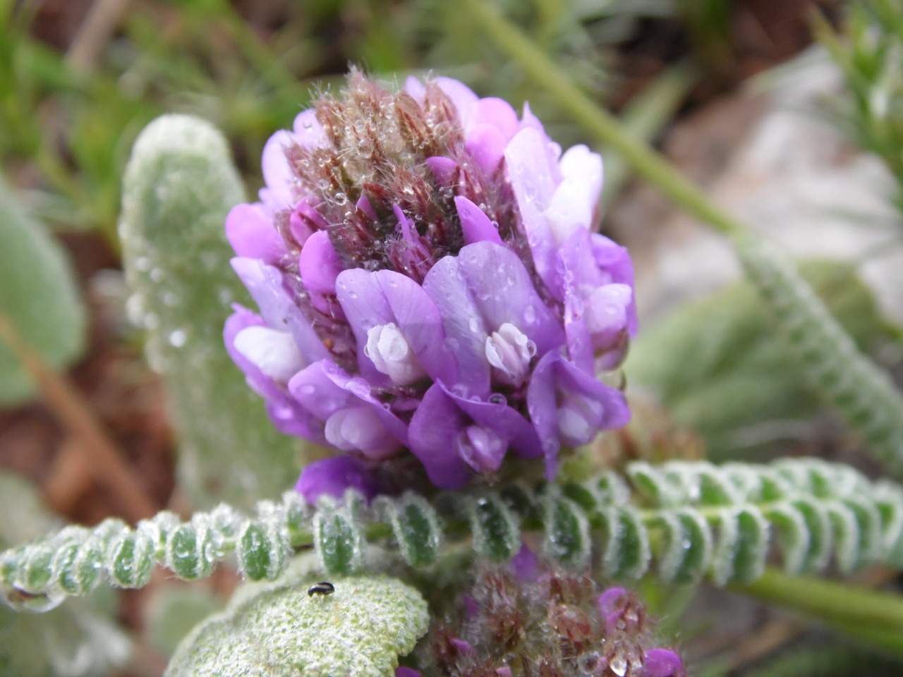 Astragalus densifolius subsp. ayashensis