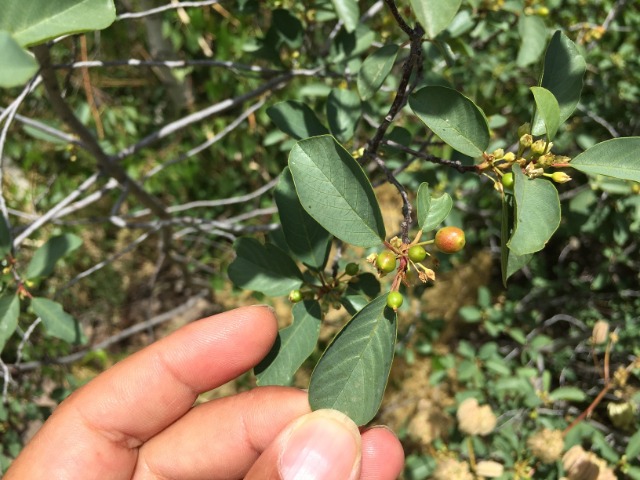 Frangula dodonei