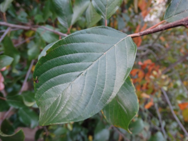 Frangula dodonei