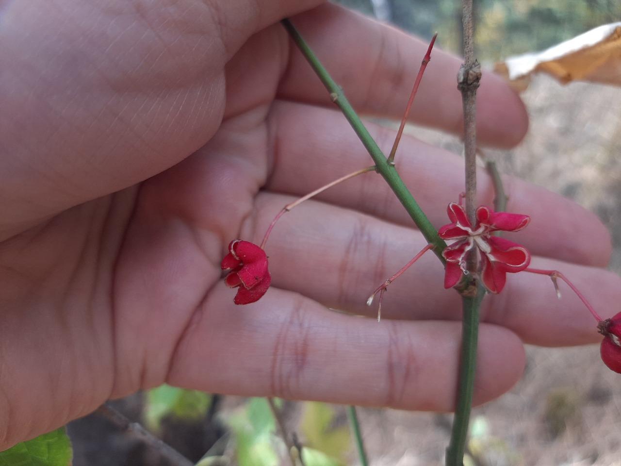 Euonymus europaeus