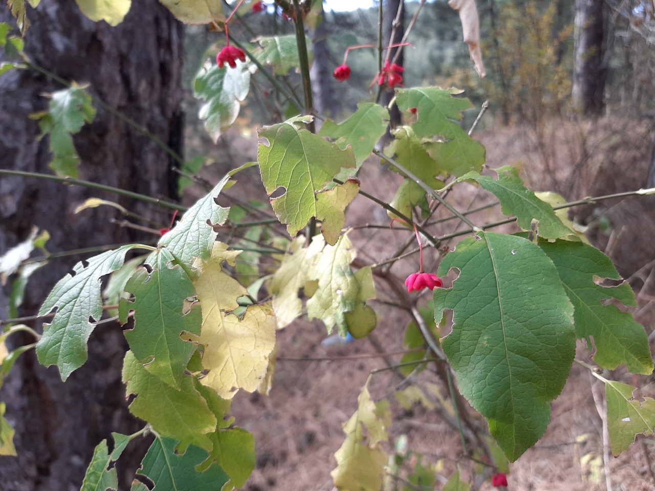 Euonymus europaeus