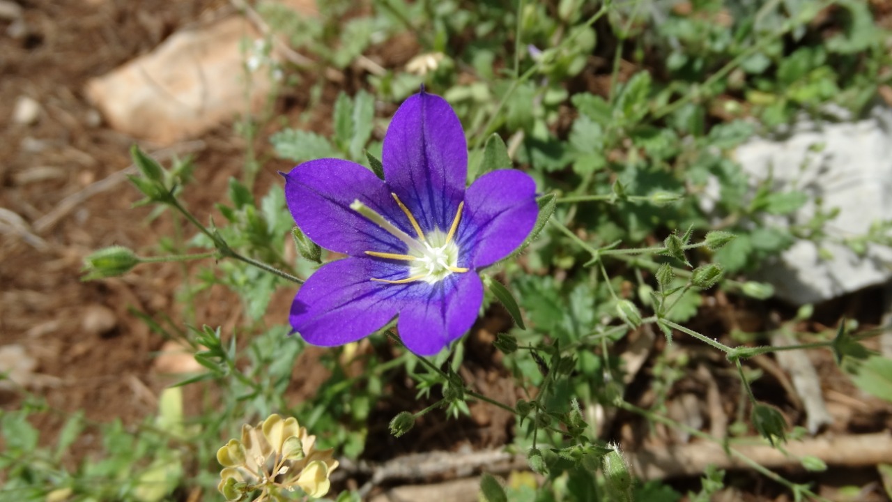 Legousia pentagonia